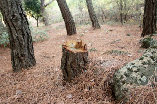 Best Firewood Processing and Delivery  in Annapolis, MD
