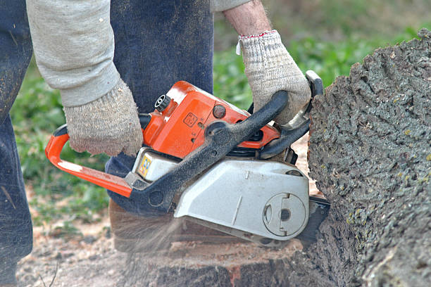 Best Leaf Removal  in Annapolis, MD